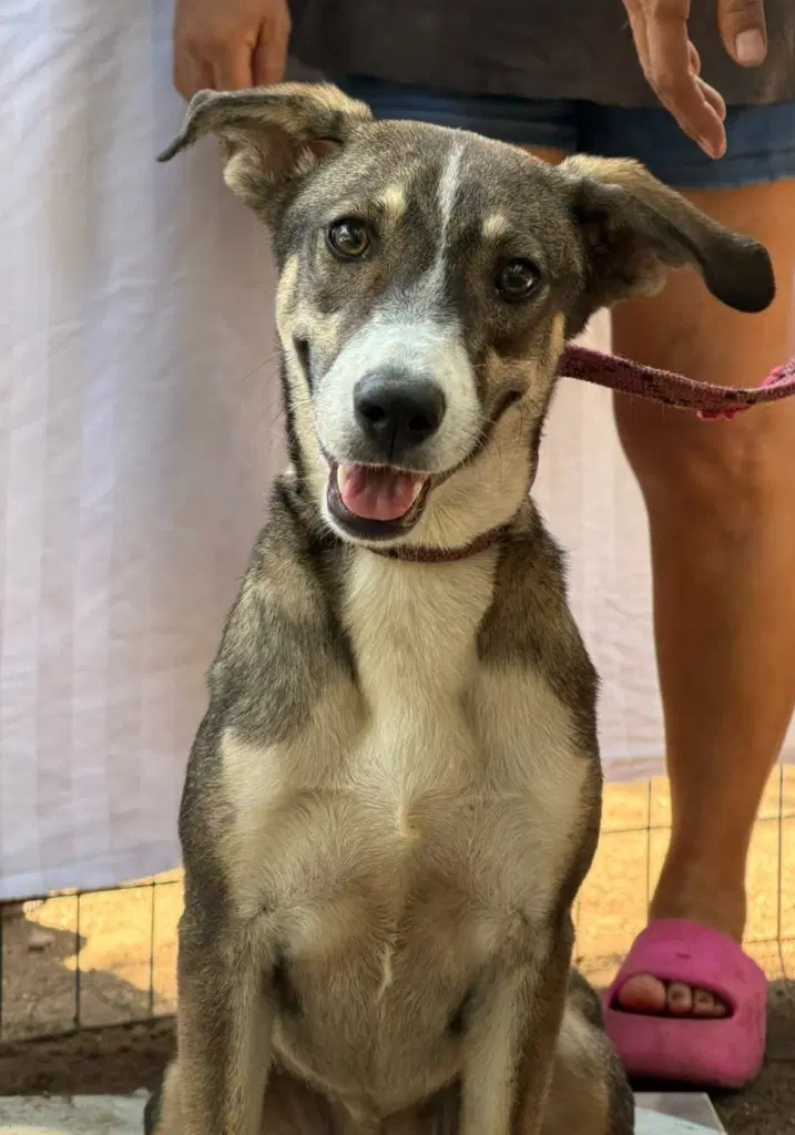 Chispa - Cattle Dog