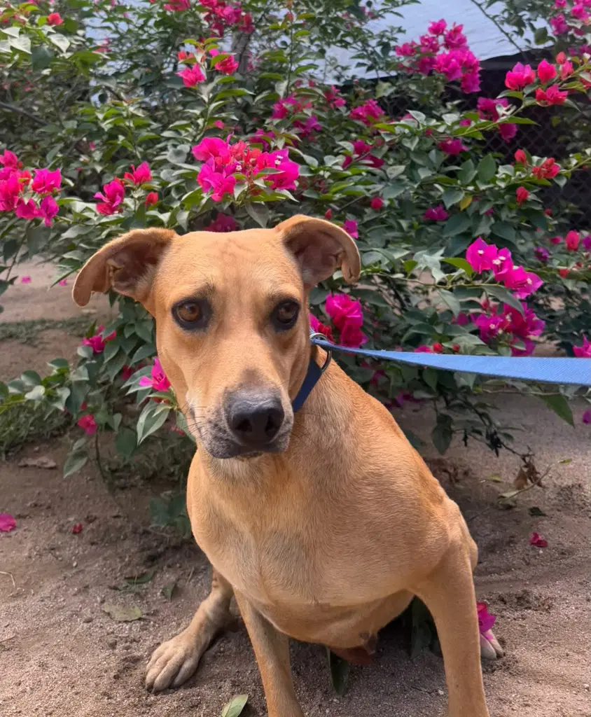 Ballita - Black Mouth Cur