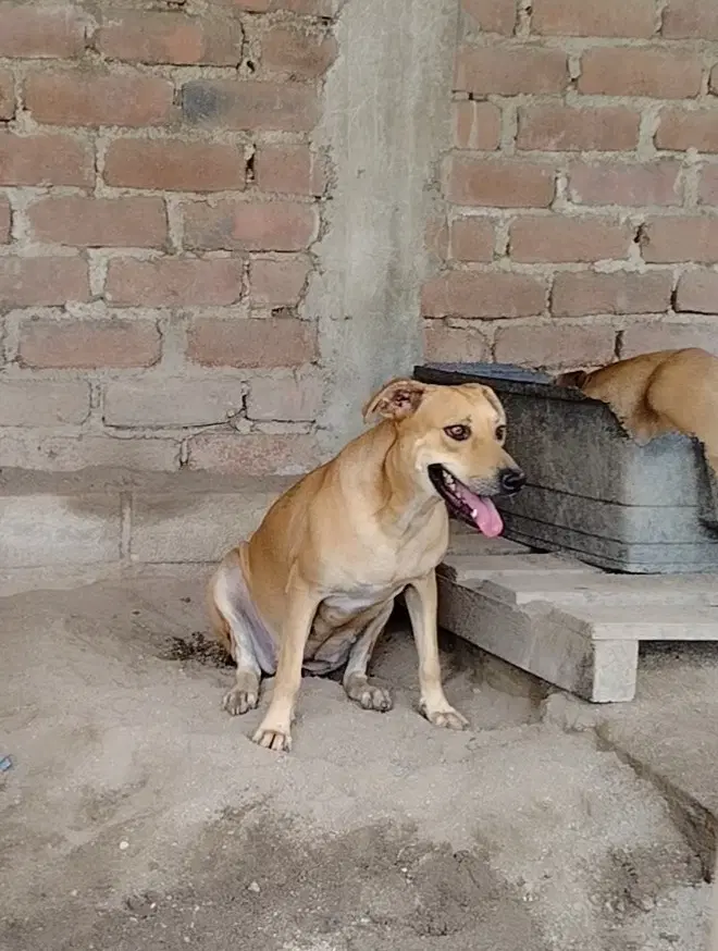 Ballita image 3