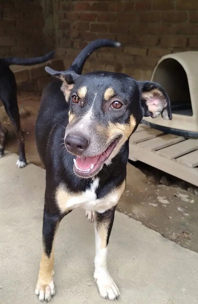 Vivi - Coonhound