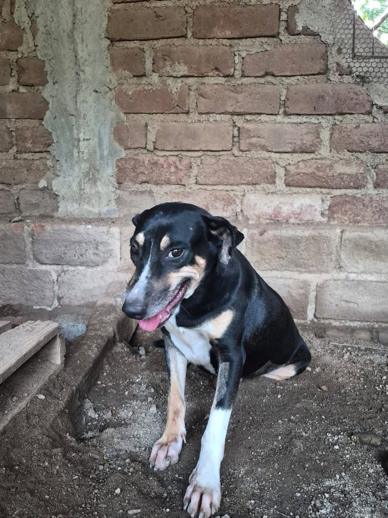 Vivi, photo 3