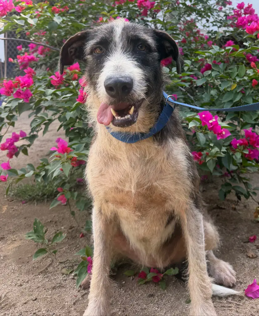 Kimba - Airedale Terrier
