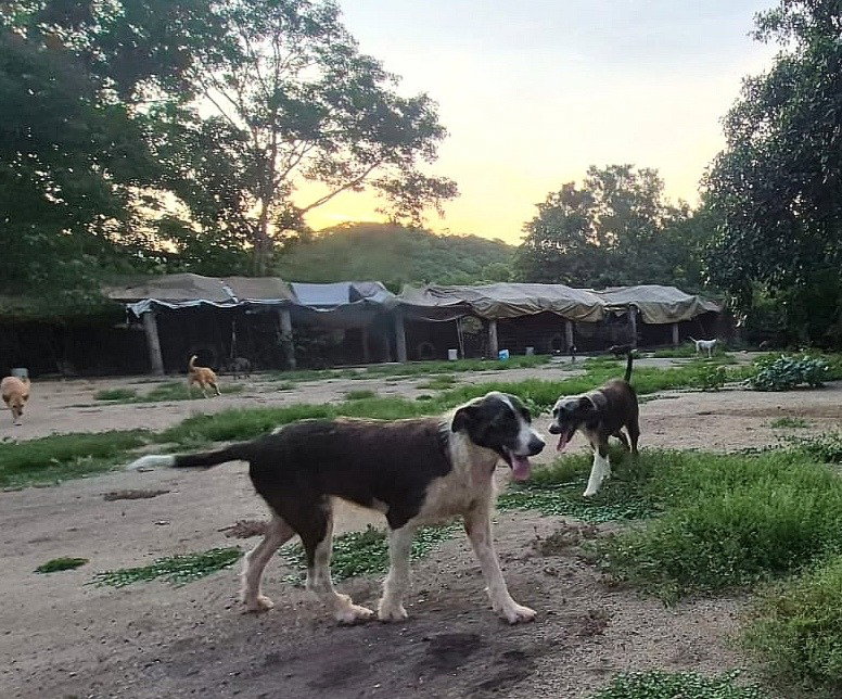 Kimba, photo 2