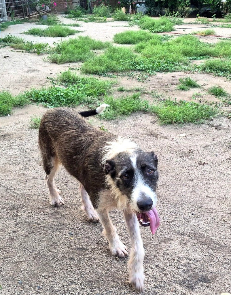 Kimba, photo 3