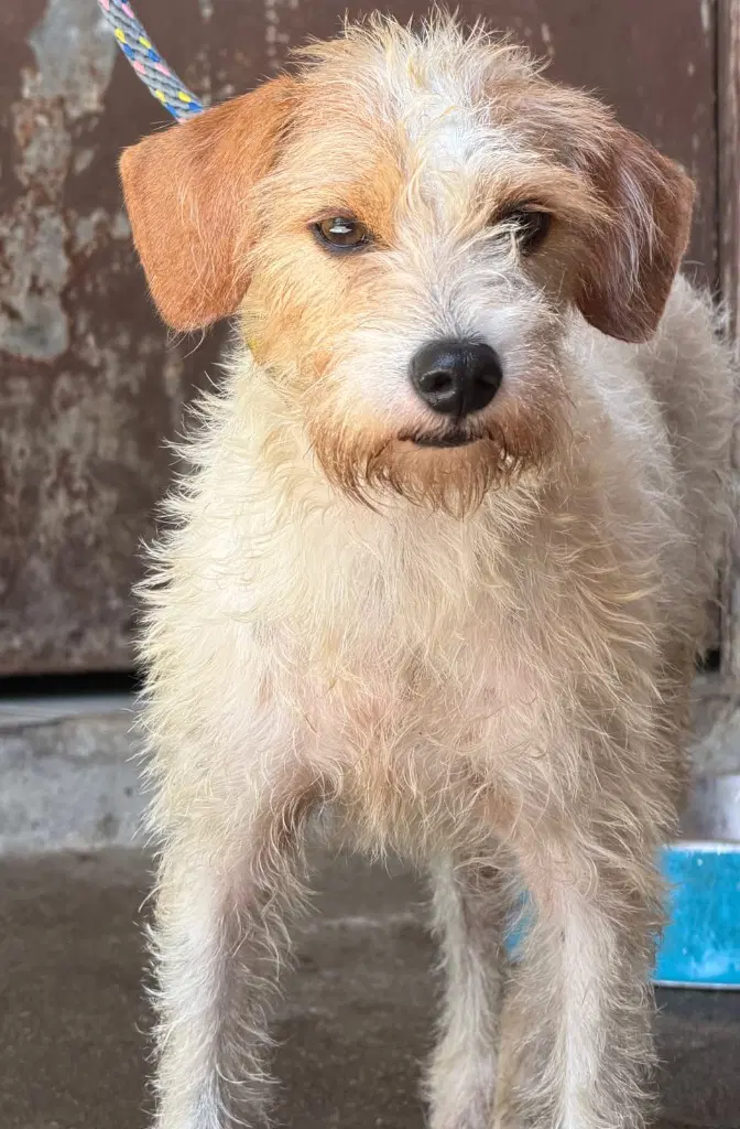 Zeus - Jack Russell Terrier
