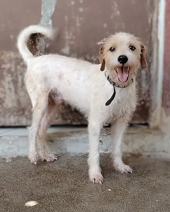 Zeus - Jack Russell Terrier