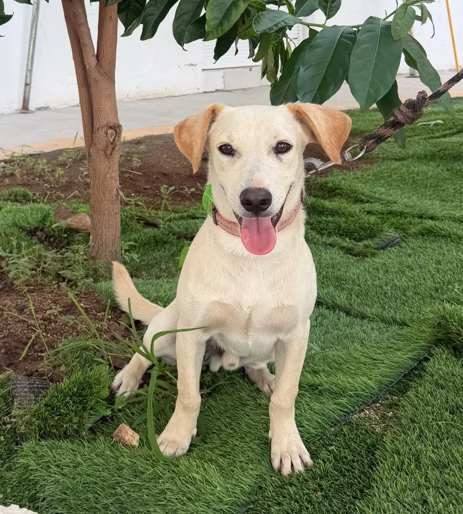 Nino - Labrador Retriever