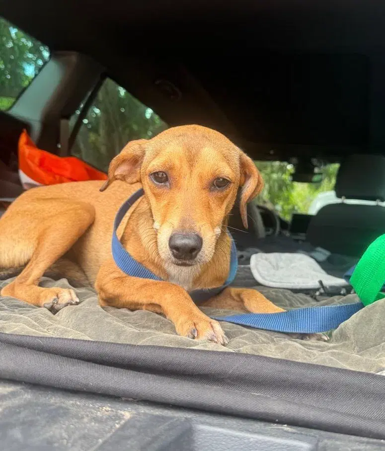 Canela - Italian Greyhound