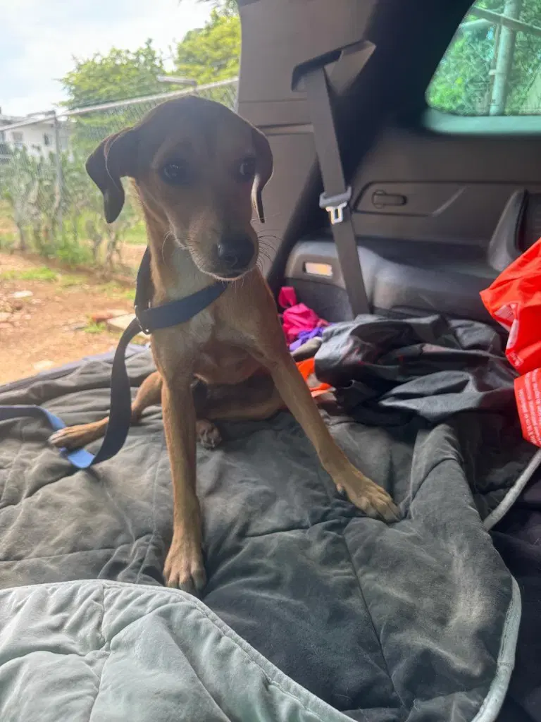 Canela image 2