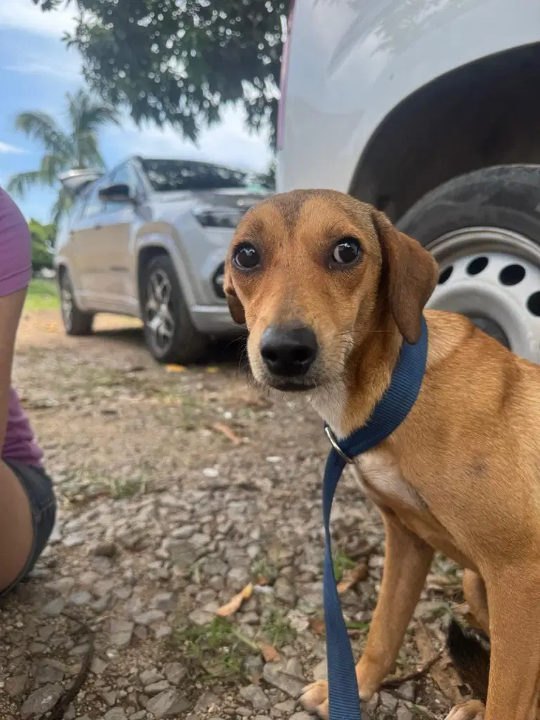Canela image 3