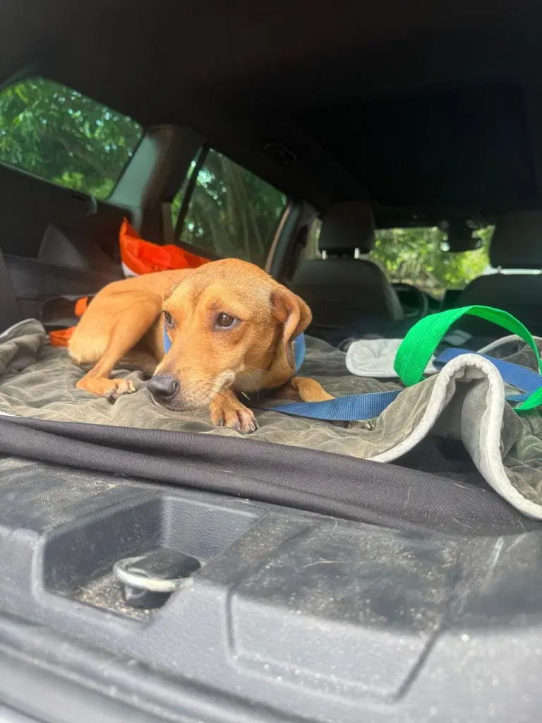 Canela image 4