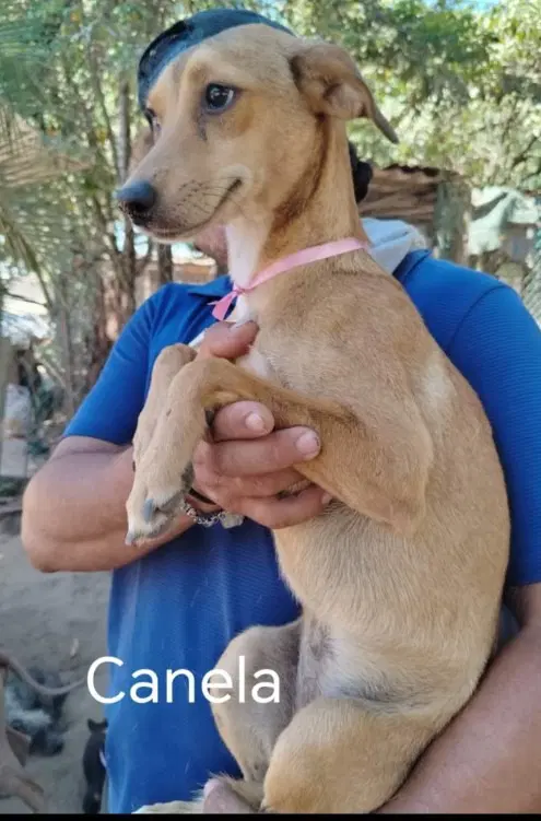 Canela - Labrador Retriever