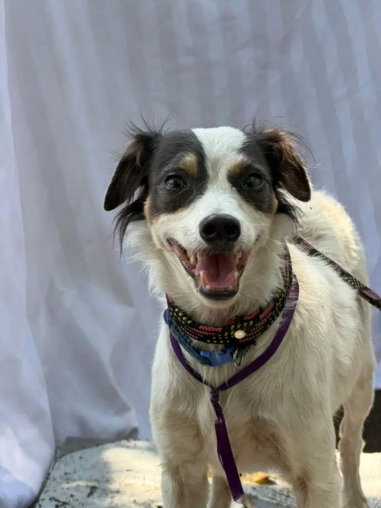 Panchita - Jack Russell Terrier