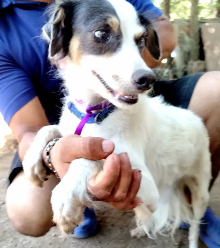 Panchita image 3