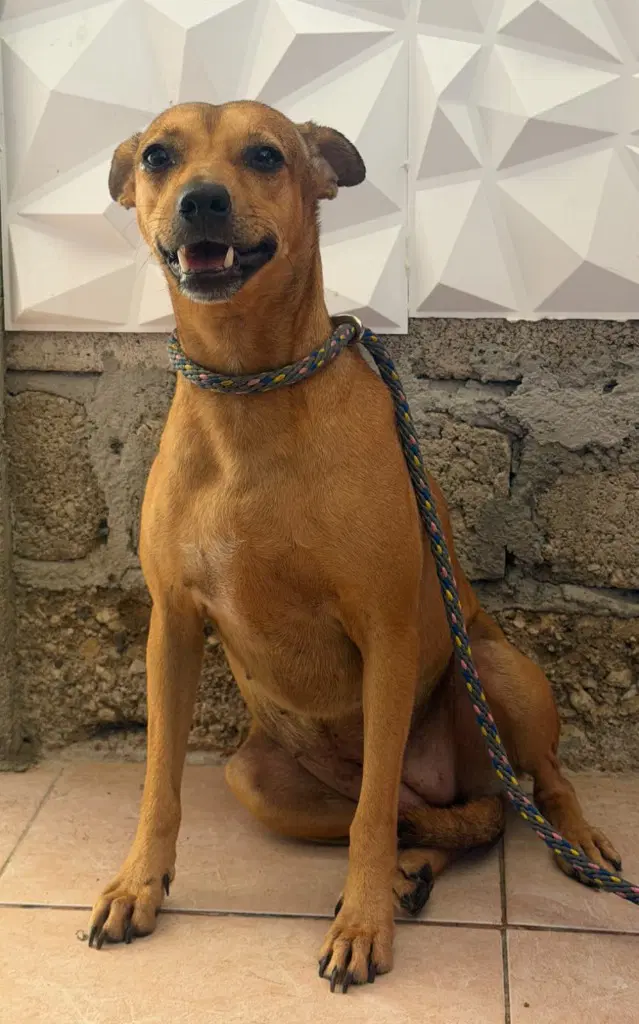 Flaca - Labrador Retriever