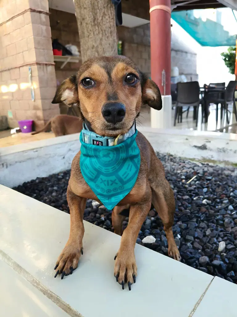 Smoothie - Dachshund