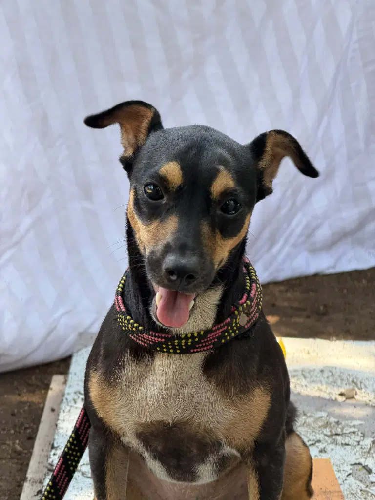 Signi - Rat Terrier