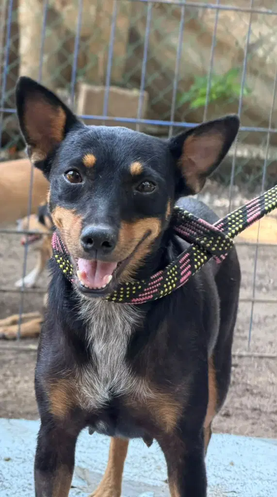 Peque - Lancashire Heeler