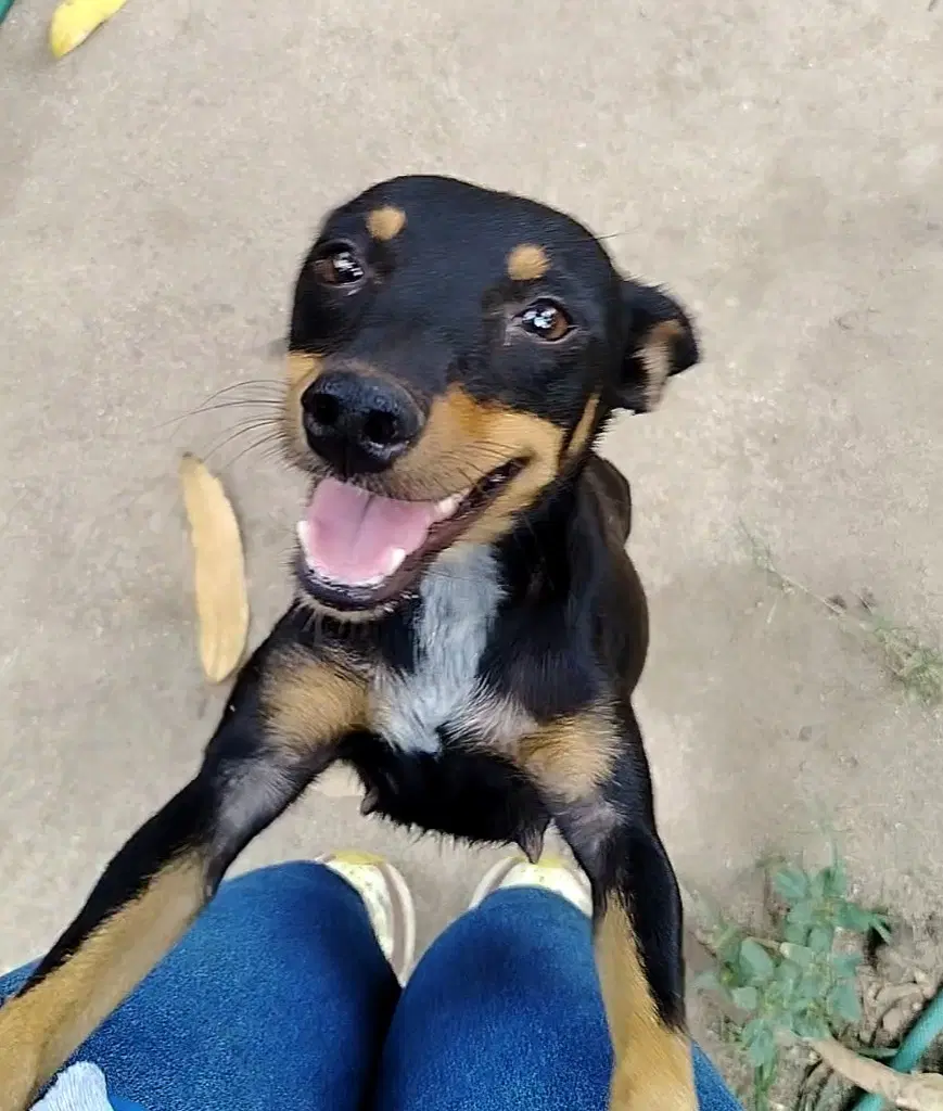 Peque image 2