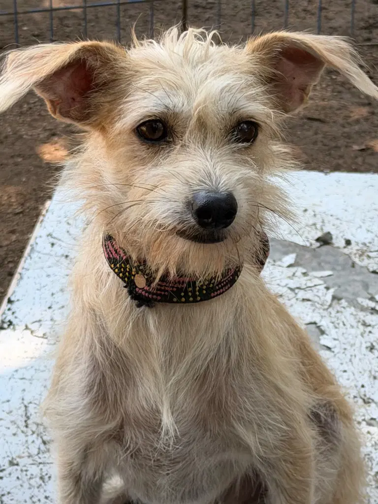 Pato - Glen of Imaal Terrier