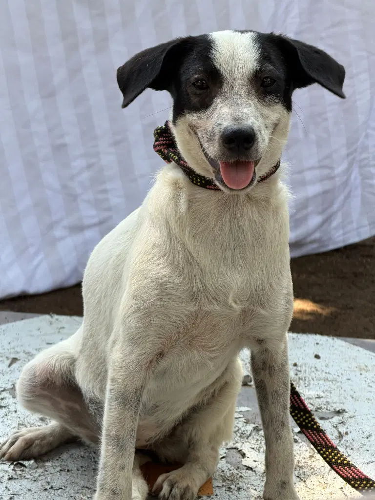 Lula - Fox Terrier