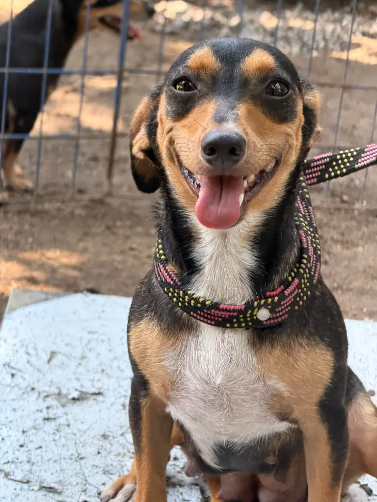 Chaparrita - Dachshund
