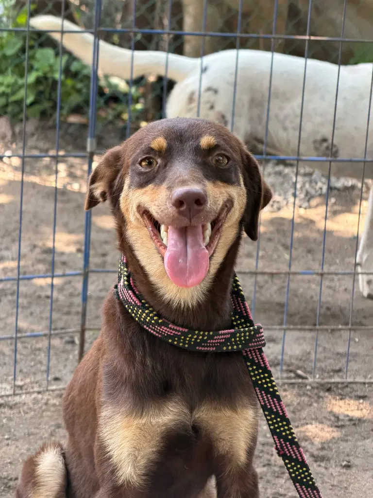 Caramel - Australian Kelpie