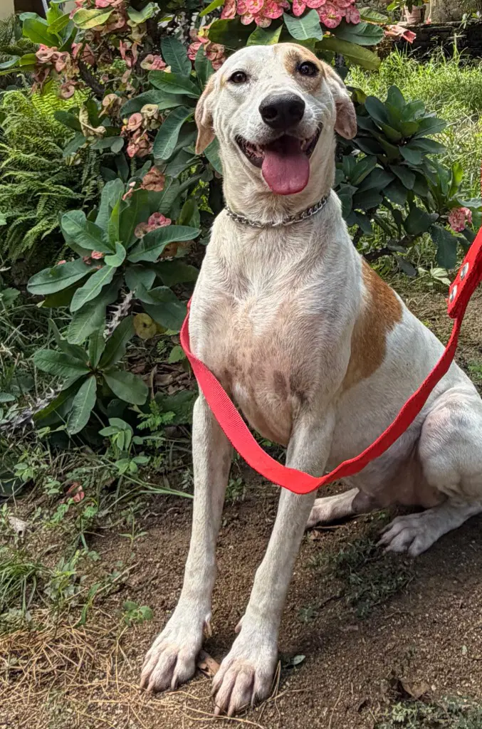 Huesos - Labrador Retriever