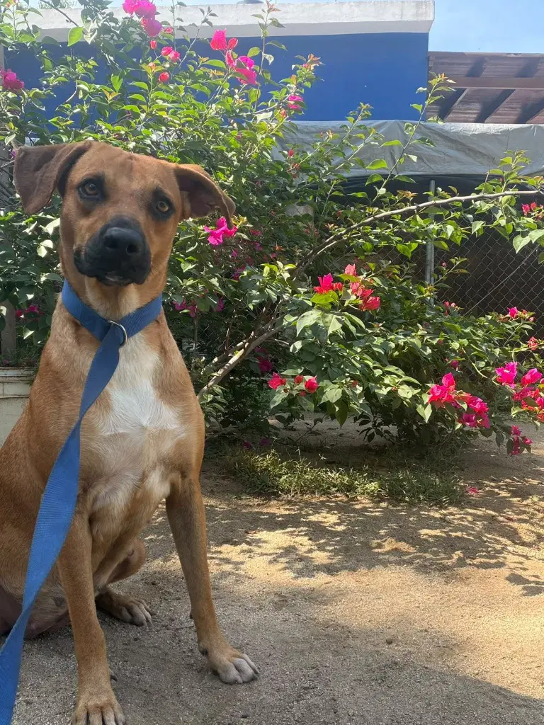Lolita - Black Mouth Cur