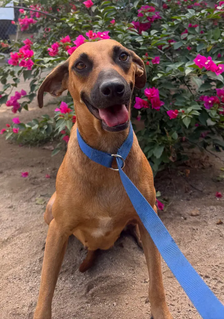 Lili - Black Mouth Cur