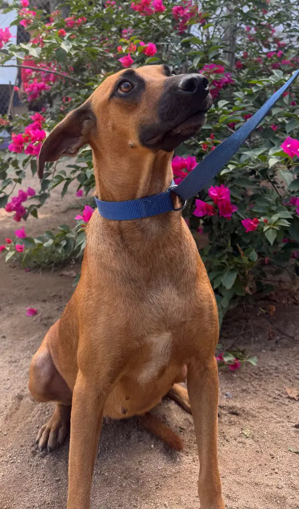 Lili image 2