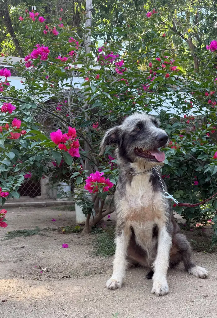 Lola - Border Collie