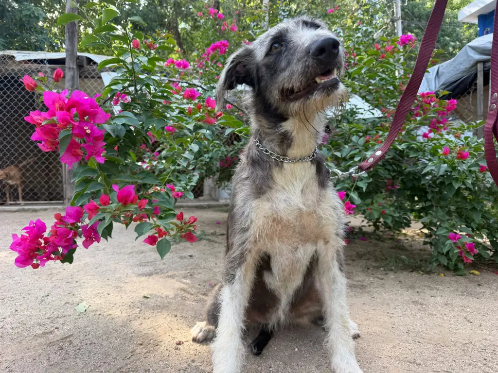 Lola image 2