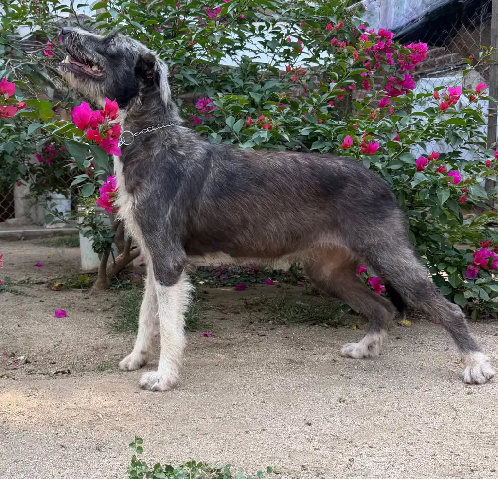 Lola image 4