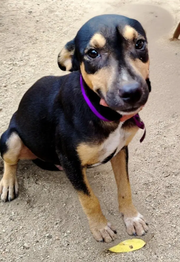 Negrito - Manchester Terrier
