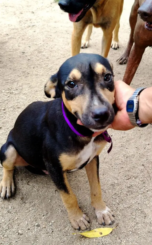 Negrito image 3