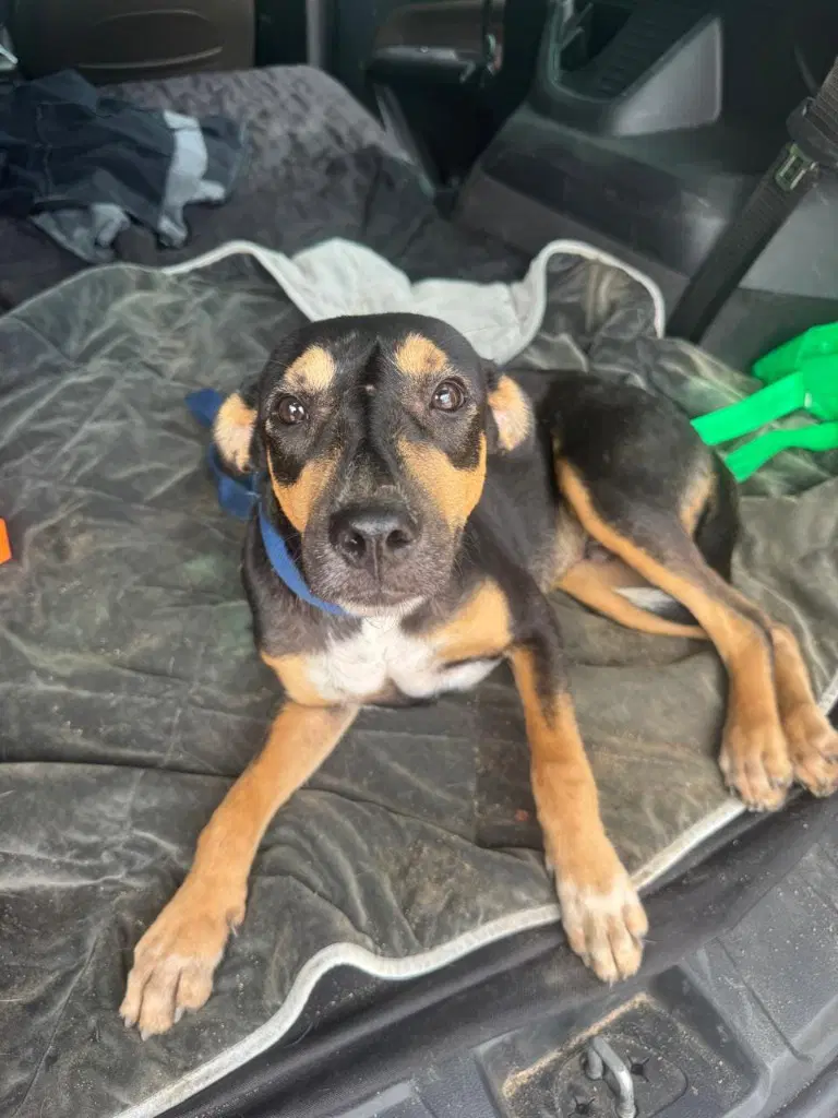 Negrito image 4
