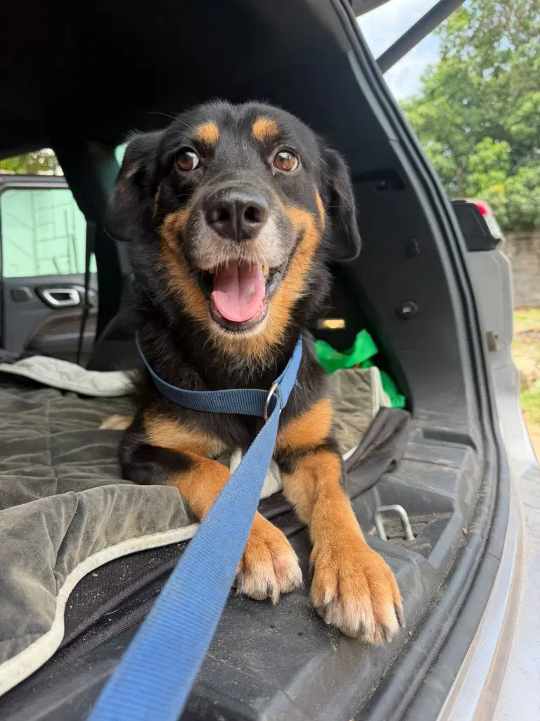 Oso - Rottweiler