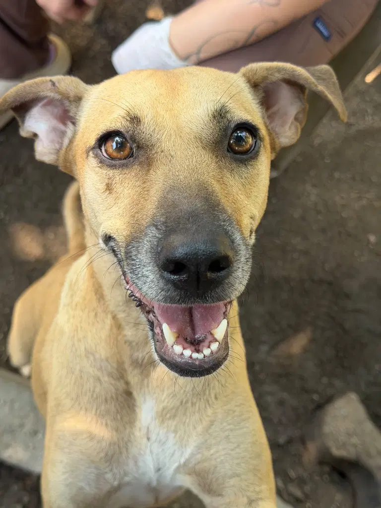 Gomita - Labrador Retriever