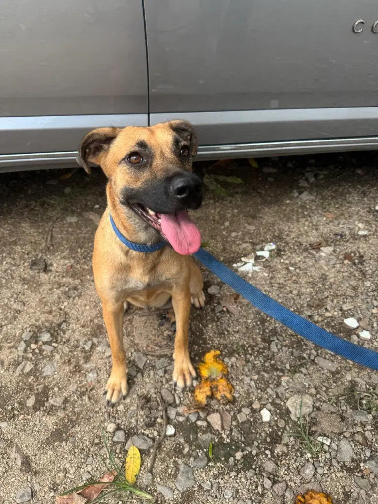 Fifi - Belgian Shepherd Malinois