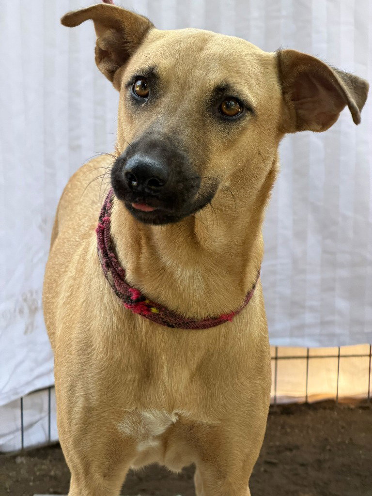 Miel, Black Mouth Cur