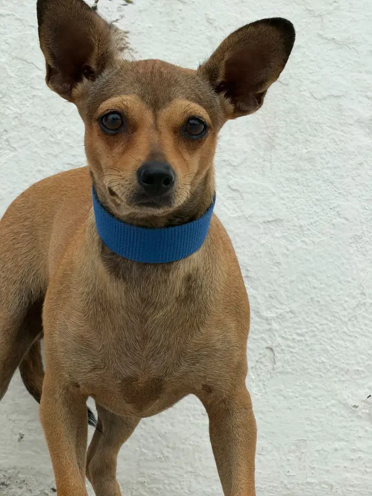 Mia - Miniature Pinscher