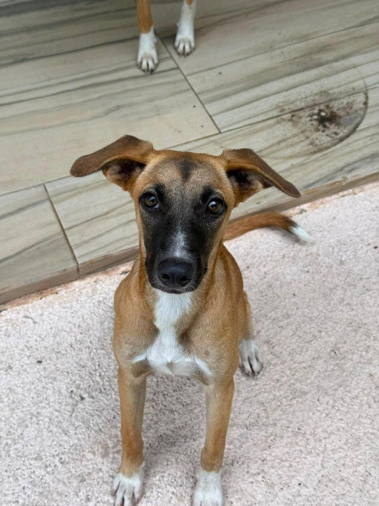 Mandarina, Whippet