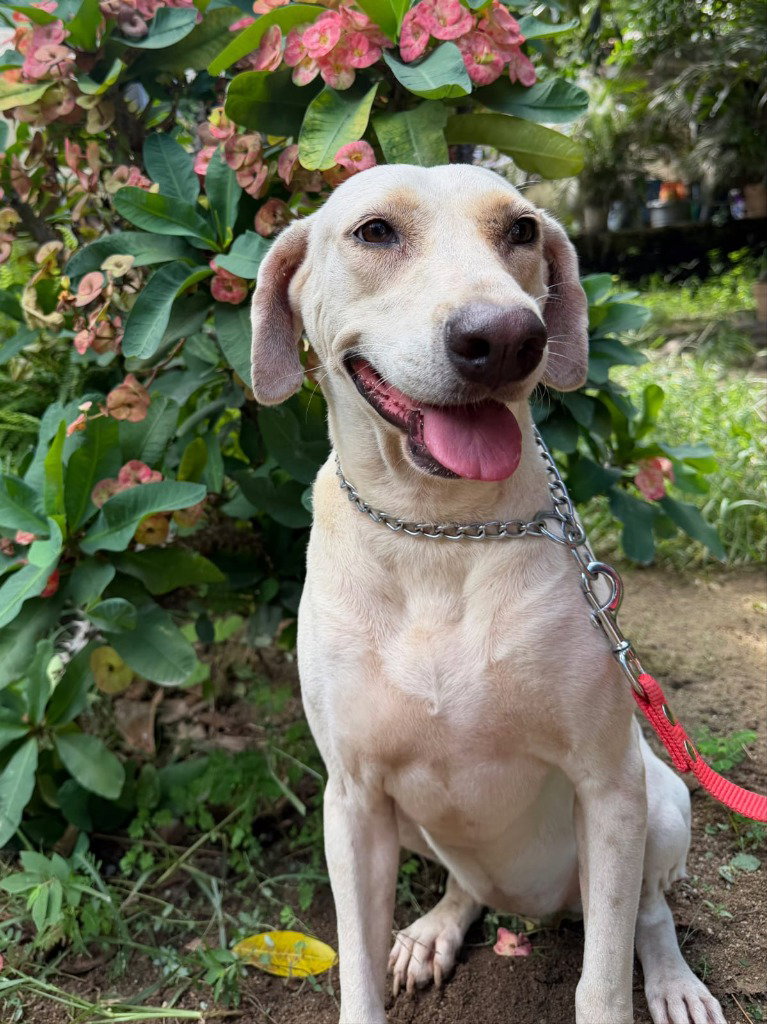 Sheila, Labrador Retriever