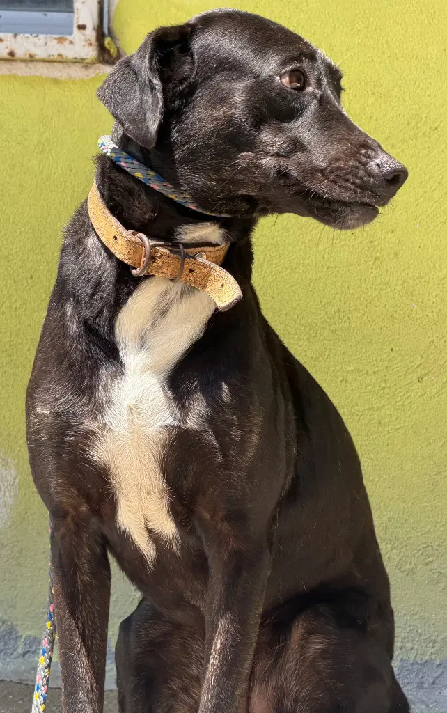 Sasha image 2