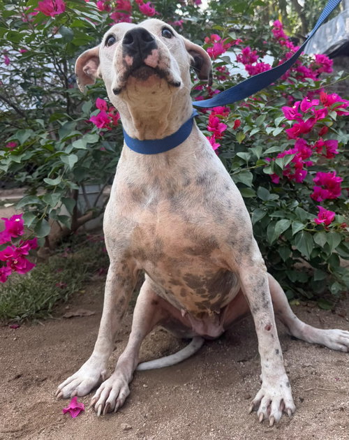 Pirata, Pit Bull Terrier / Dogo Argentino / Mixed