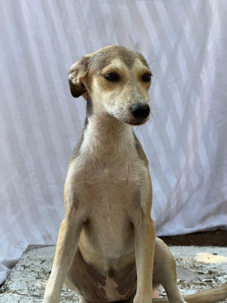 Payasita, Labrador Retriever