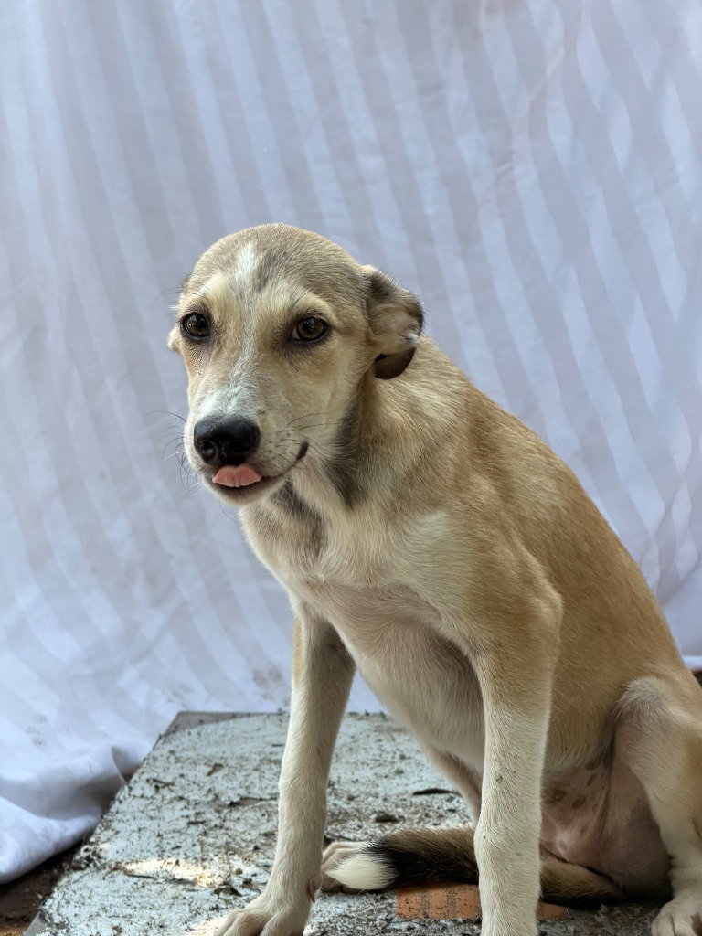 Cisne, Labrador Retriever