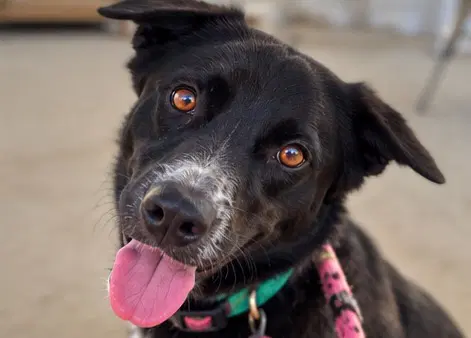Forbes Soi Dog image 2