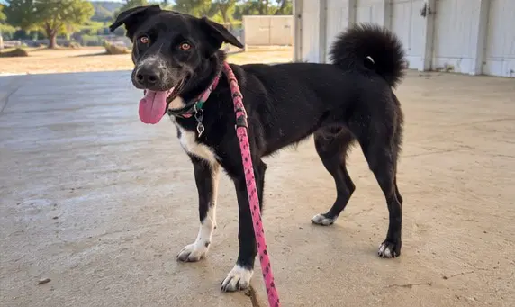 Forbes Soi Dog image 3